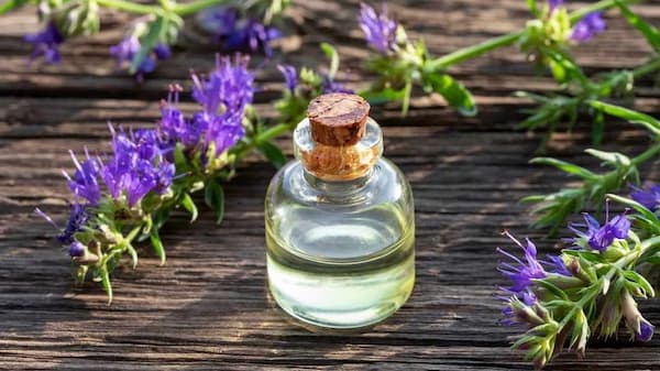 تصویر 3 از فروش اسانس طبیعی اسطوخودوس  + قیمت خرید به صرفه